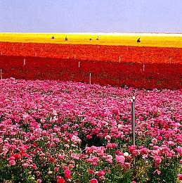 传《GTA6》画质逼真 引入AI元素让NPC更真实