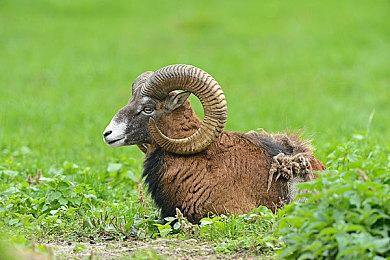 《怪物猎人崛起：曙光》“菲奥莱娜”视频 6月30日上线